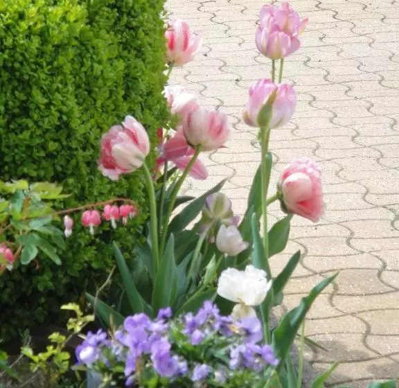 Aamiaismajoitus (B&B) Chambres D Hôtes Le Clos Du Verger