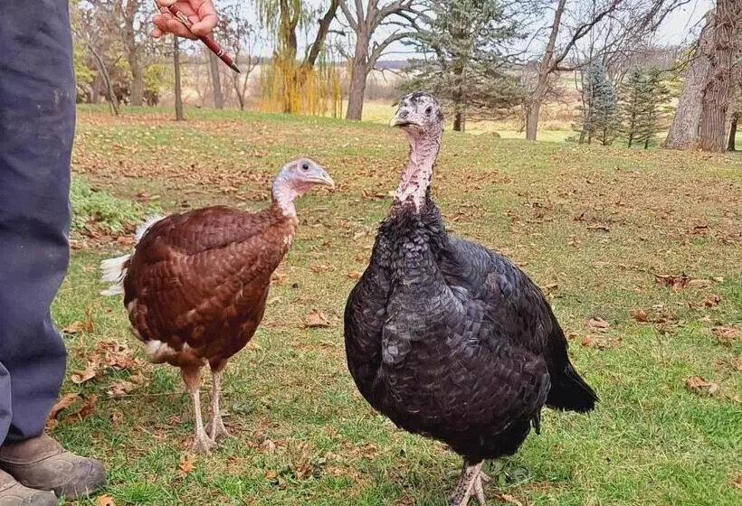Aamiaismajoitus (B&B) Harmony Inn, Huntley Illinois