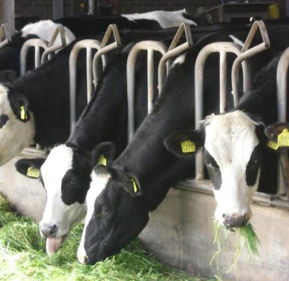 Bed And Breakfast Hoeve Spoorzicht