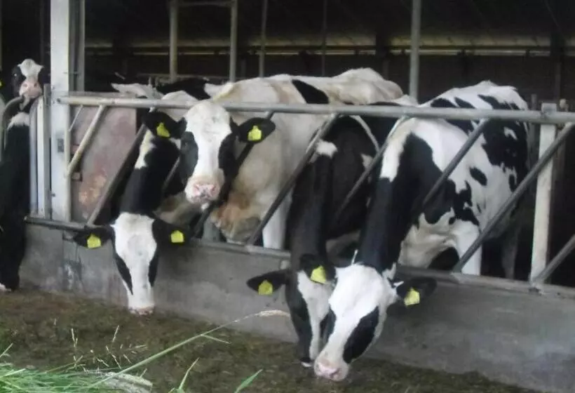 Bed And Breakfast Hoeve Spoorzicht