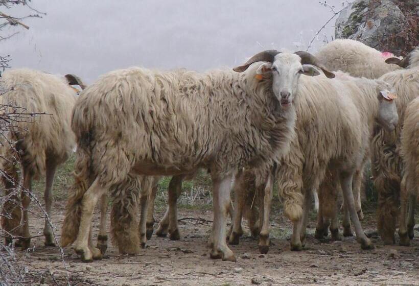 פנסיון A Queijaria