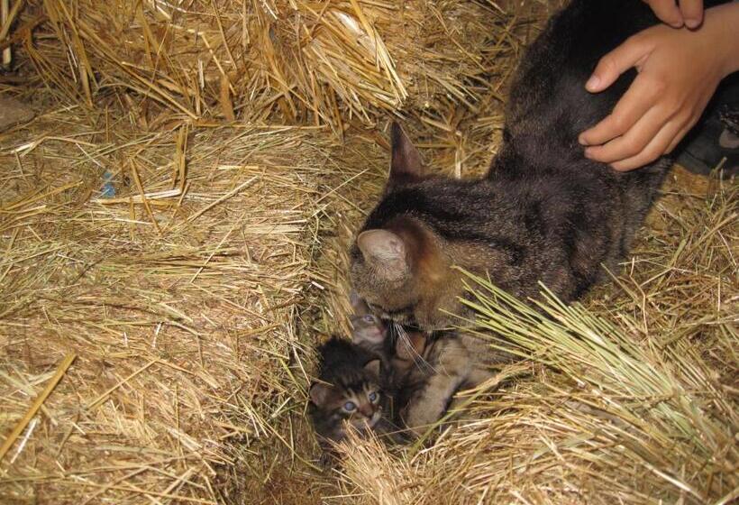 פנסיון A Queijaria