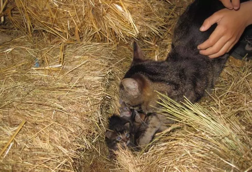 Majatalo A Queijaria