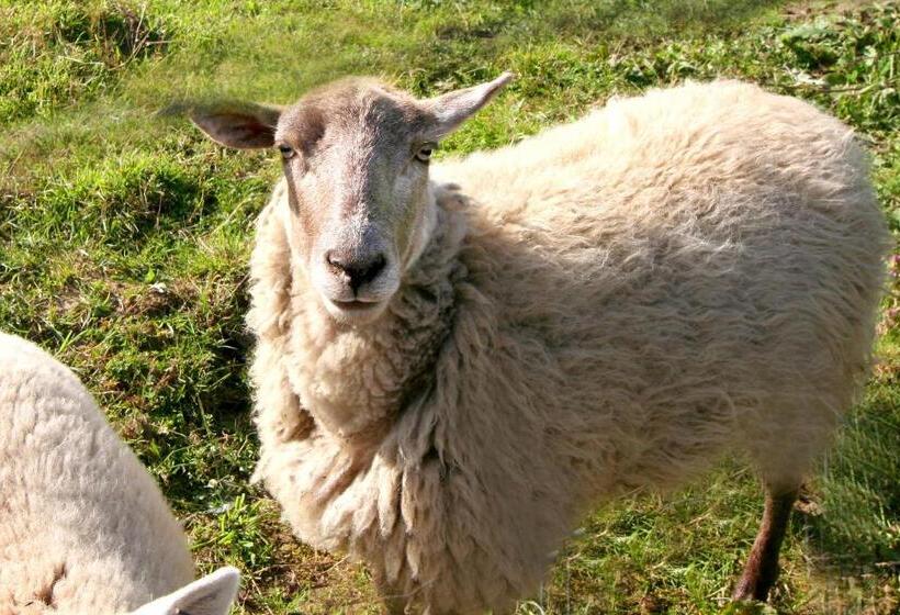 פנסיון Penzion Muflon