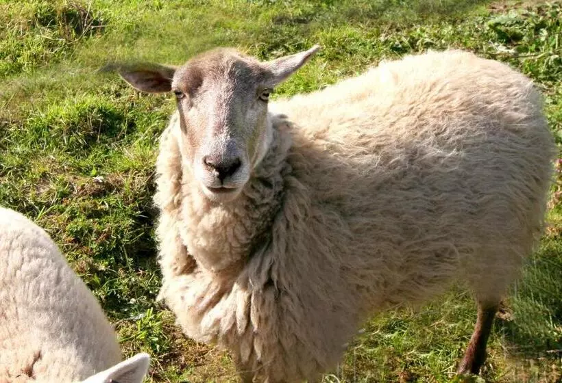 ペンション Penzion Muflon