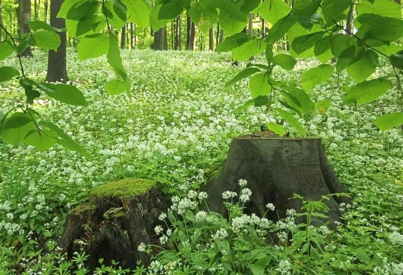 Retkeilymaja Hainich Zeit