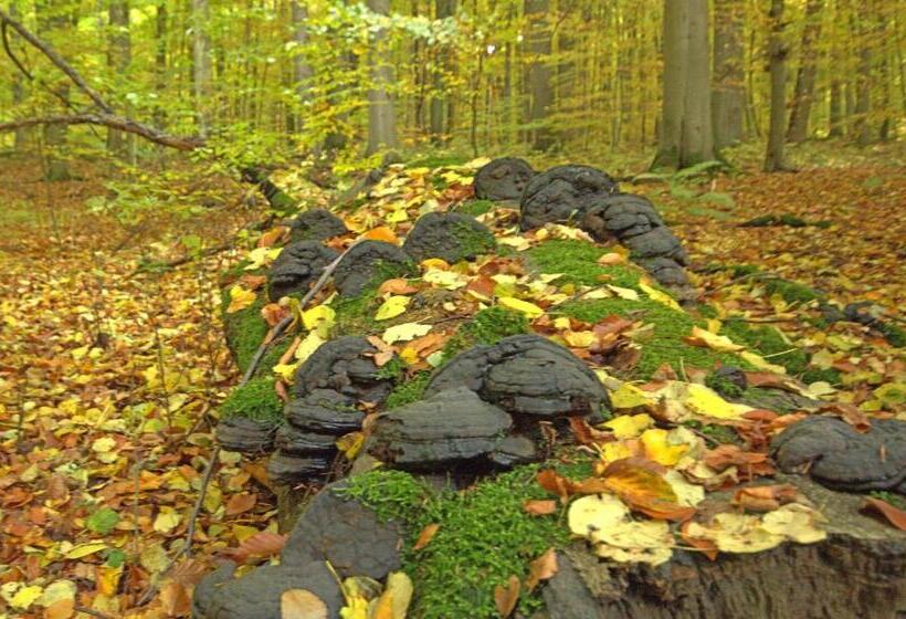 فندق صغير Hainich Zeit