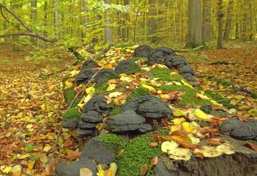 Retkeilymaja Hainich Zeit