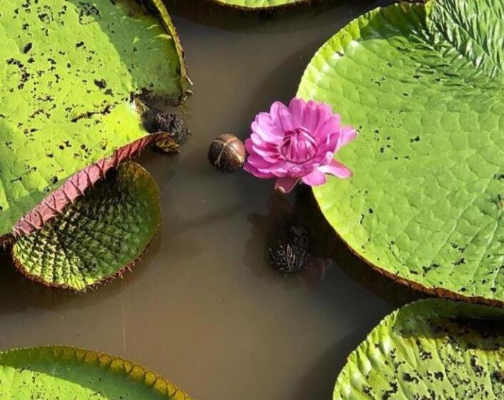 فندق Amazon Gero Tours