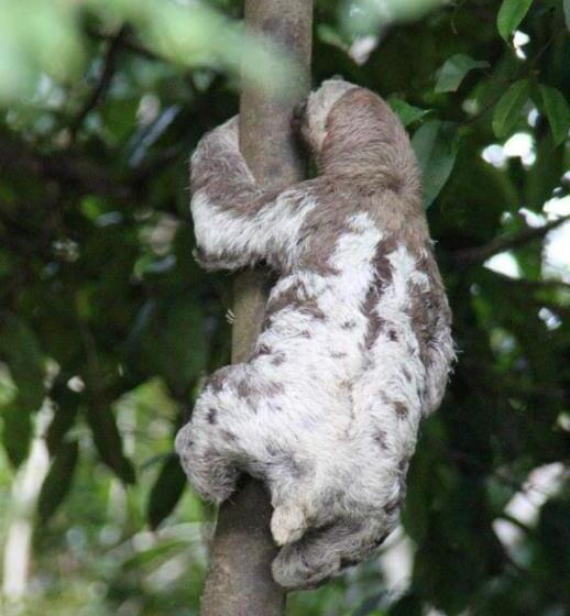 فندق Amazon Gero Tours