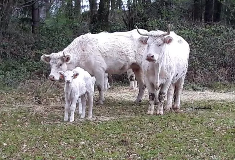 ペンション Le Petit Bois Normand