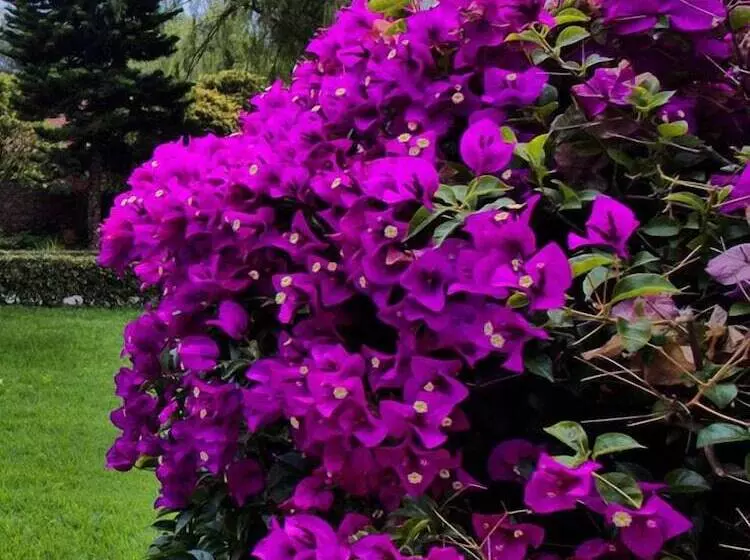 ホテル Termales El Batán