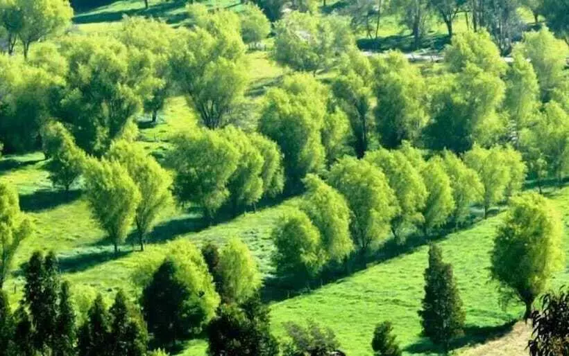 ホテル Termales El Batán