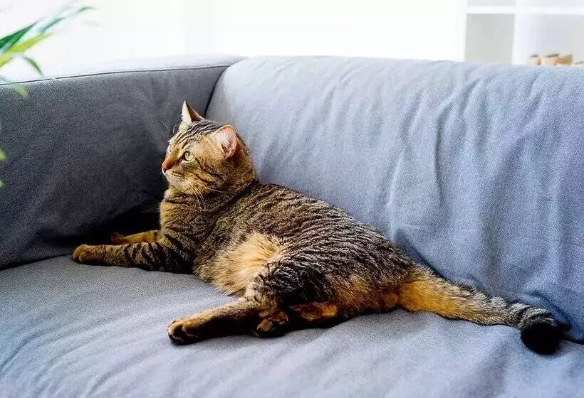 Apartamentos Tarter 3000