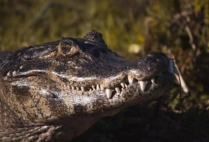 ホテル Nande Reta