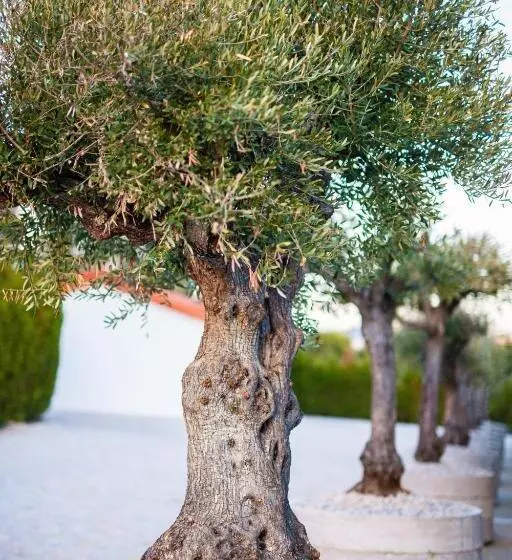 ホテル Fonte Velha