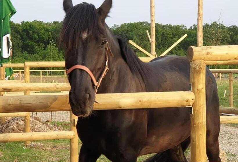 בית מלון כפרי Hobby Land Ranch Horse S Barn Guesthouse