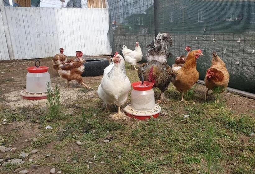 בית מלון כפרי Hobby Land Ranch Horse S Barn Guesthouse