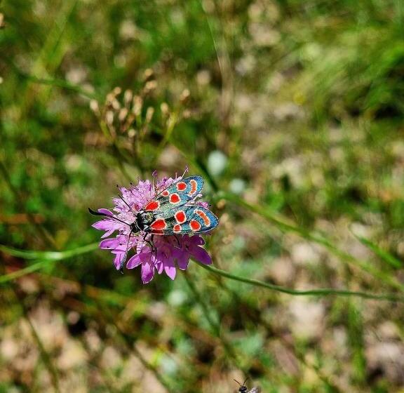 ベッドアンドブレックファースト Agriturismo Masseria Pinto
