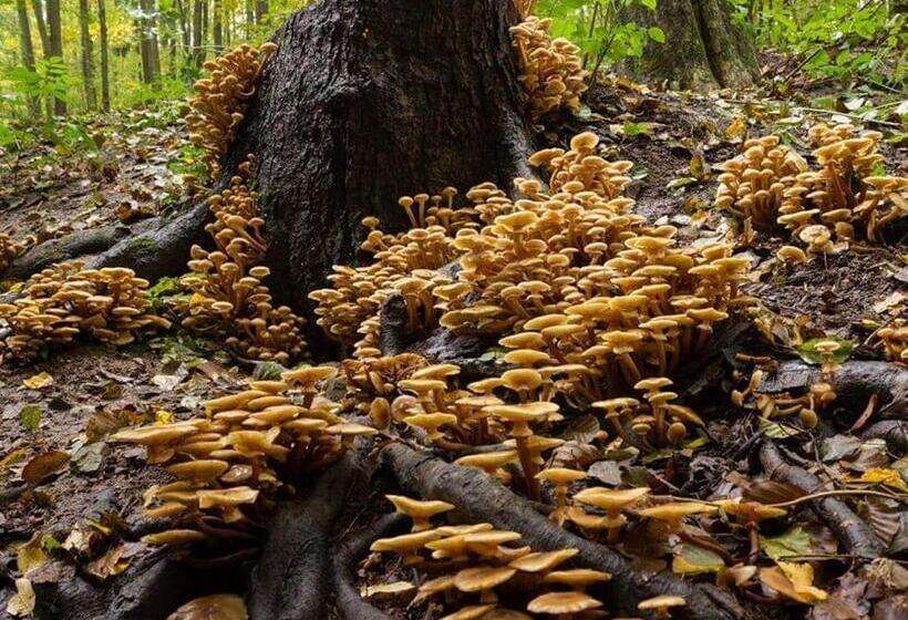 بنسيون Máré Vára Vendégház