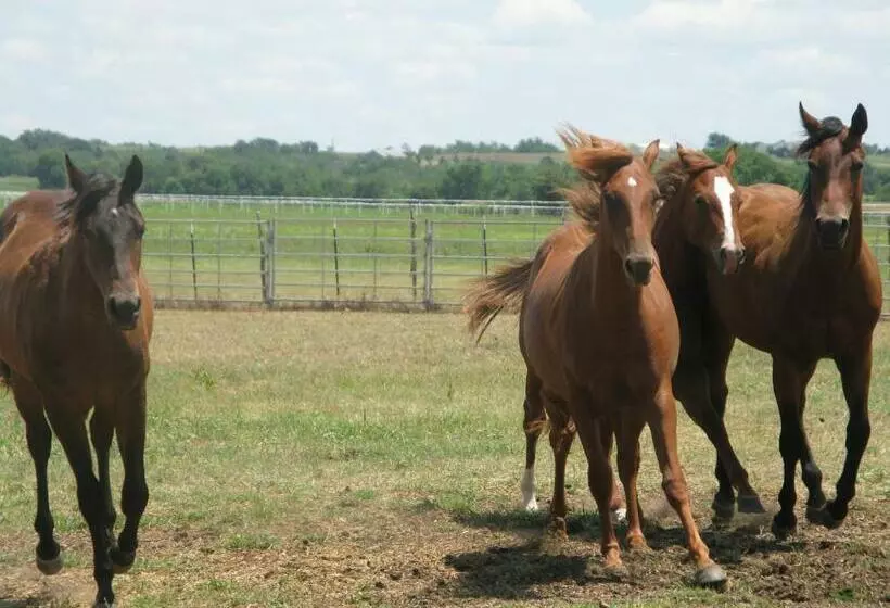 ベッドアンドブレックファースト Agriturismo Monsereno Horses