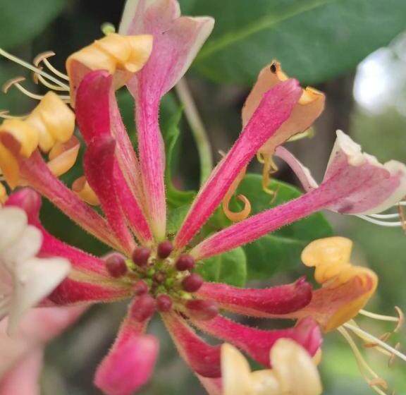 ペンション L Ancien Café