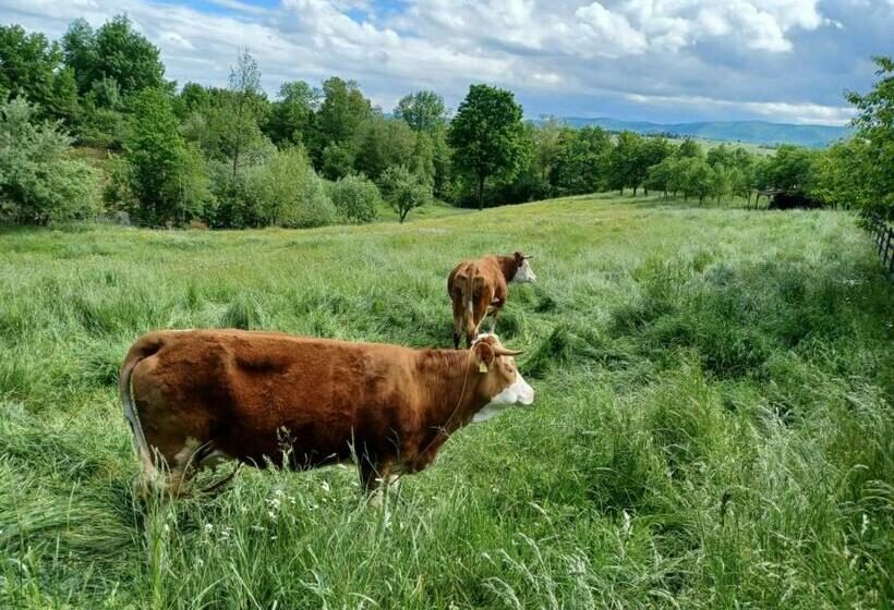 Pensiunea Agroturistica Casa Jucan