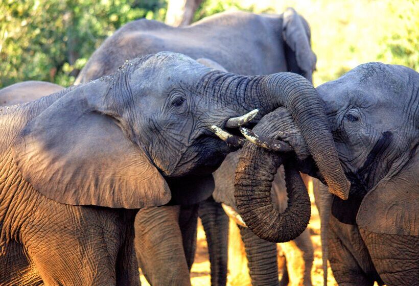 בית מלון כפרי Karongwe Portfolio   Chisomo Safari Camp