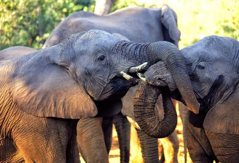 酒店 Karongwe Portfolio   Chisomo Safari Camp