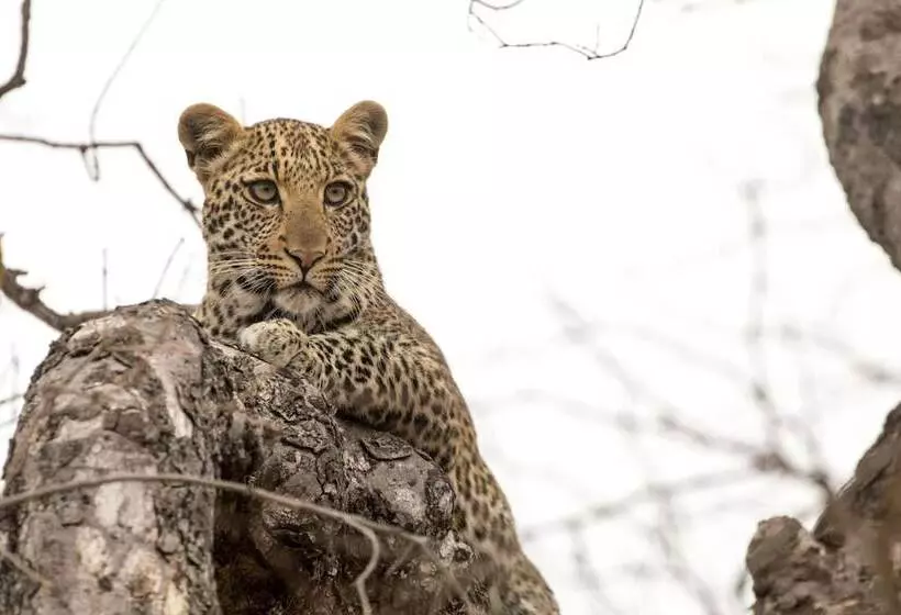 酒店 Karongwe Portfolio   Chisomo Safari Camp