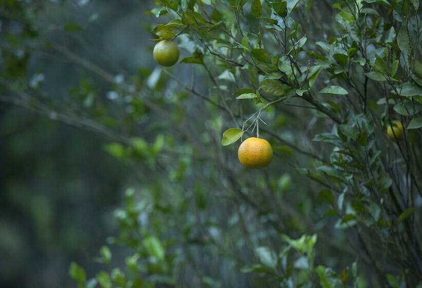 Szálloda Dream Catcher Plantation Resort