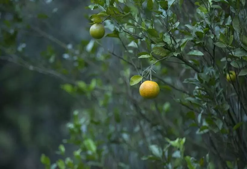 酒店 Dream Catcher Plantation Resort