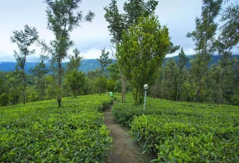 酒店 Dream Catcher Plantation Resort