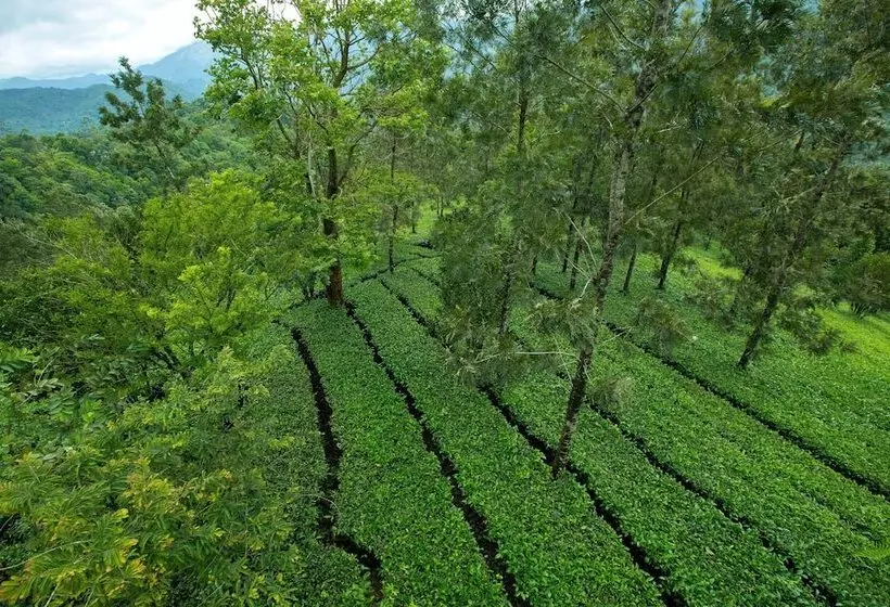 酒店 Dream Catcher Plantation Resort