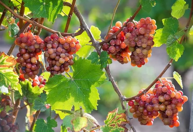 Отель Jordan House