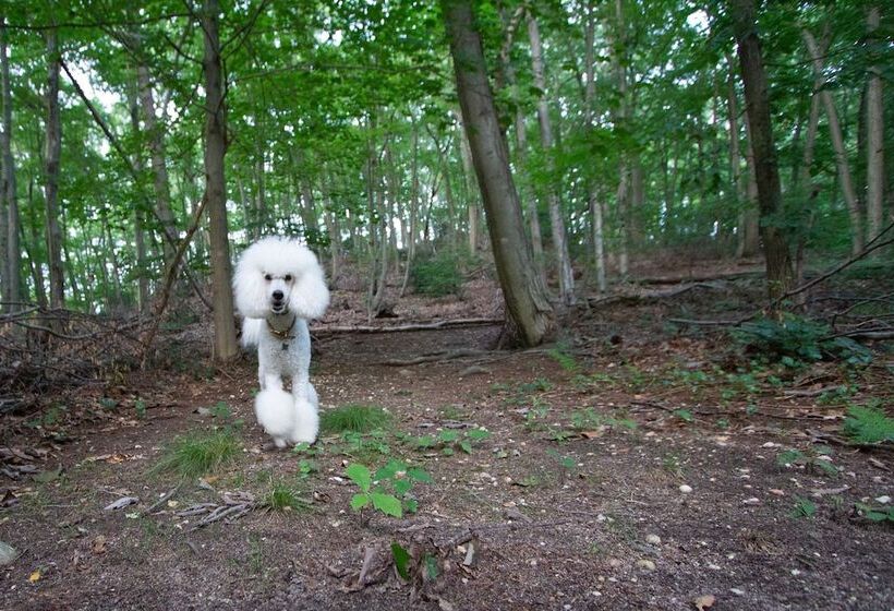 פנסיון The Harbor Rose