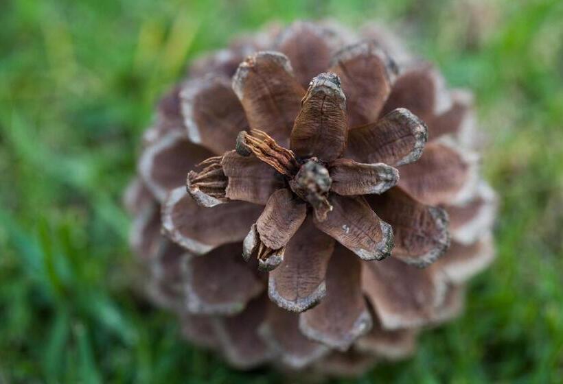 منتجع Monteverde