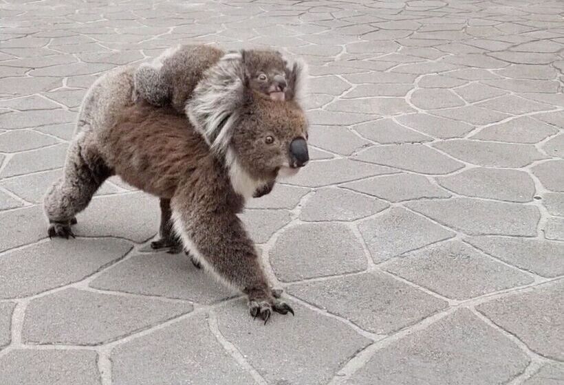 Seaview Motel & Apartments