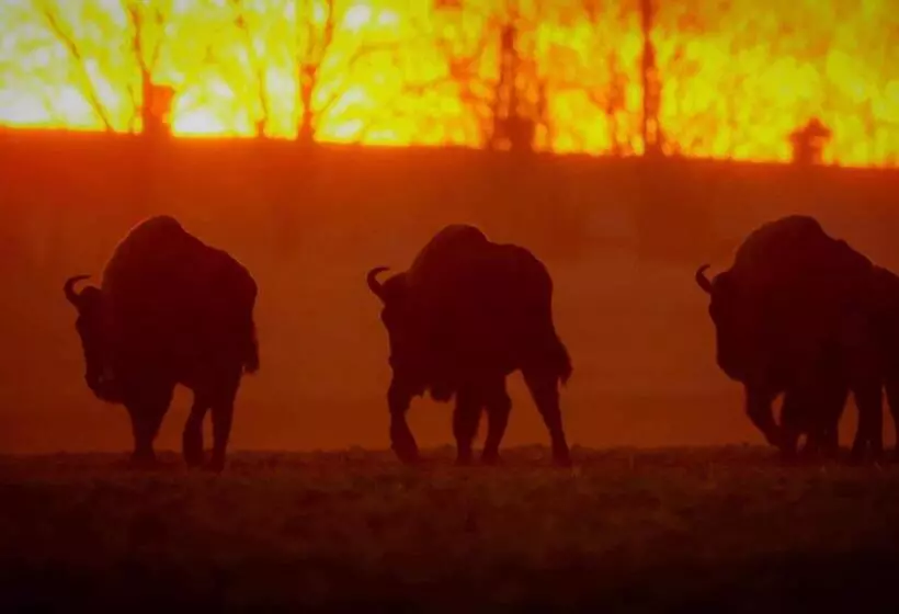 ユースホステル Gościniec Biebrzański