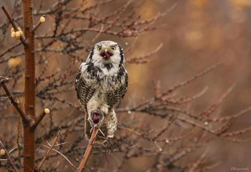 Hostel Gościniec Biebrzański