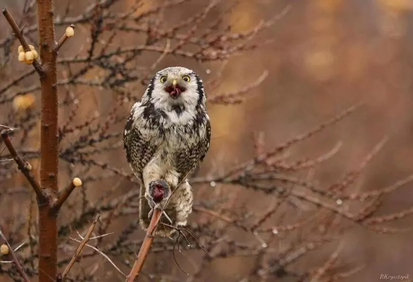 ユースホステル Gościniec Biebrzański