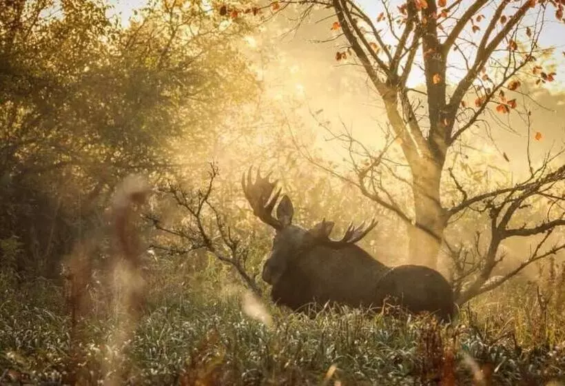 ユースホステル Gościniec Biebrzański