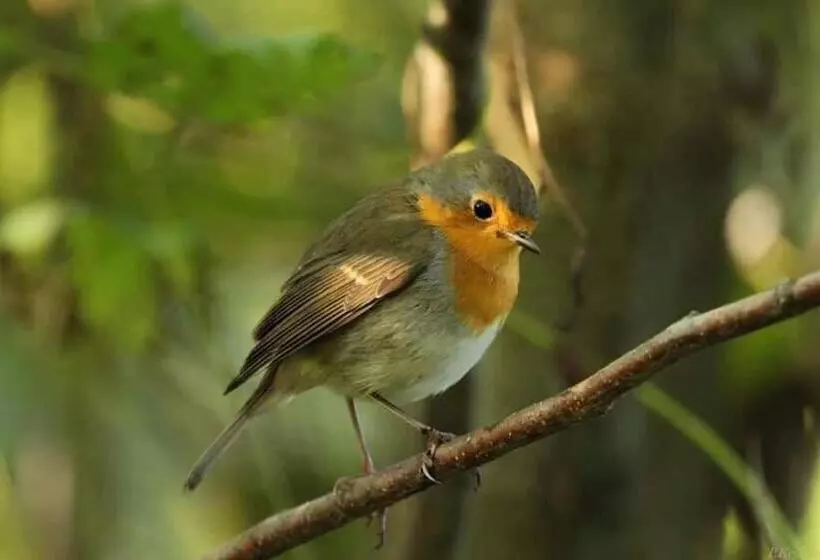 ユースホステル Gościniec Biebrzański