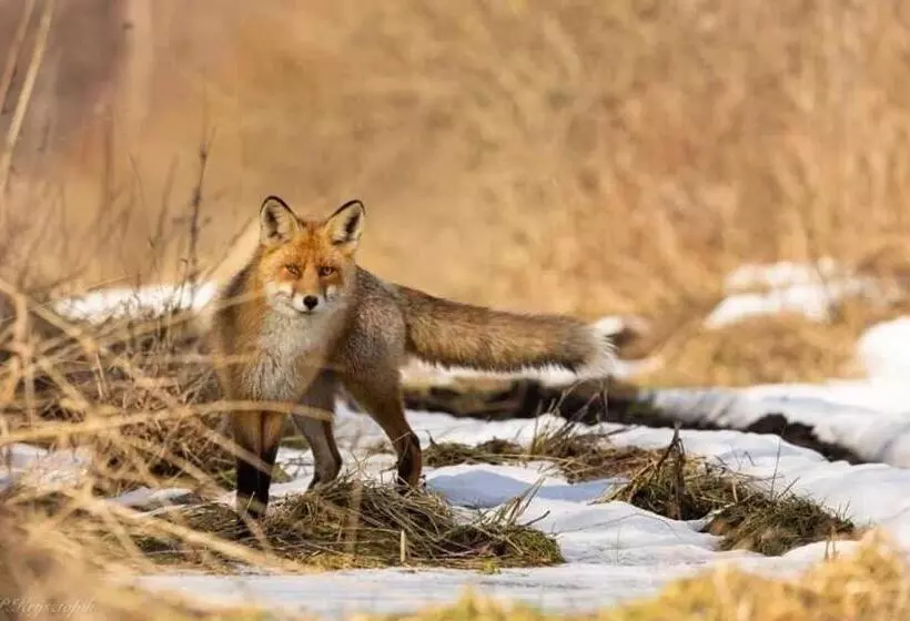 ユースホステル Gościniec Biebrzański
