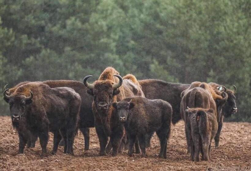 Hostel Gościniec Biebrzański
