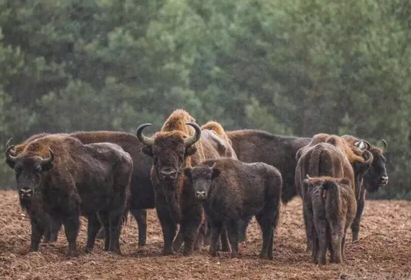 ユースホステル Gościniec Biebrzański