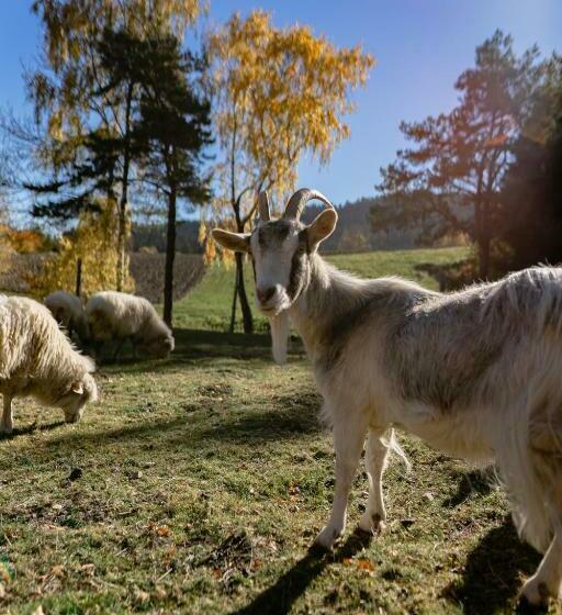 酒店 Jeżowa Woda Ośrodek Wypoczynkowy Palmiarnia I Spa