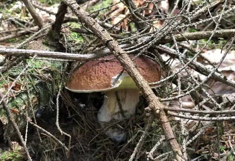 ホテル Na Szlaku