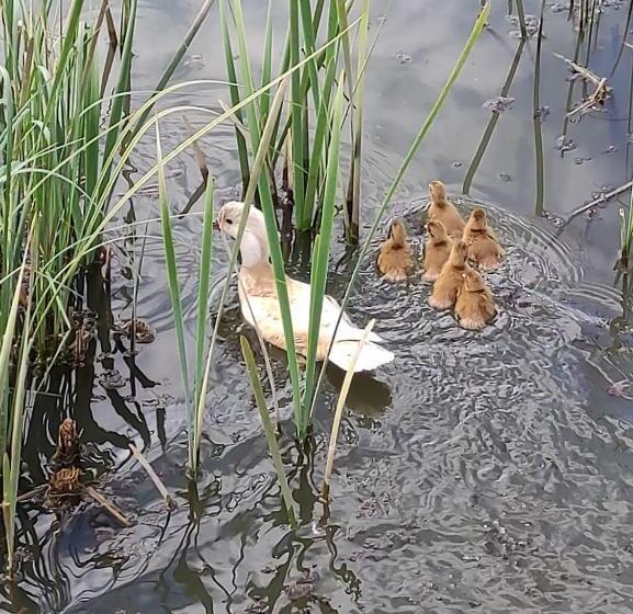 بنسيون Nad Cedronem