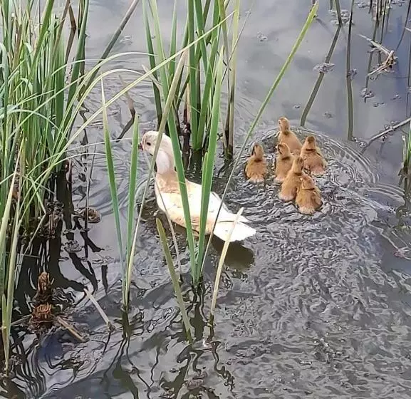 Majatalo Nad Cedronem